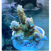 SPS 8
