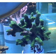 SPS 9