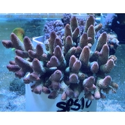 SPS 10