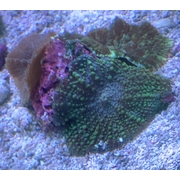 Morph Garden MG1