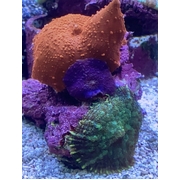 Morph Garden MG2
