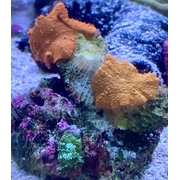Morph Garden MG3