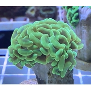 Green Hammer Frags