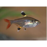 Pristella Tetra