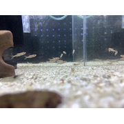 Rasbora Maculata 