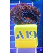 Acan A19