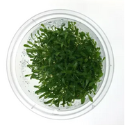 Tissue Culture Glossostigma Elatuinoides