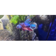 Betta Male Plakat Galaxy Koi