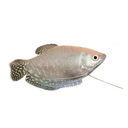 Gourami Platinum