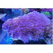 Bubble Coral Pink Small