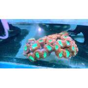 Blasto Welsi Chunks sold per piece