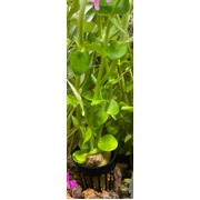 Bacopa (price per bunch, bunch size may vary)