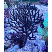 Isis Coral Medium 