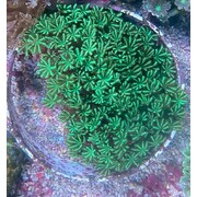 Green Pipe Organ Small