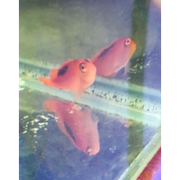 Fully QT'd Flame Hawkfish