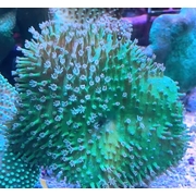 Small Green Toadstool