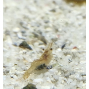 Freshwater Glass Shrimp
