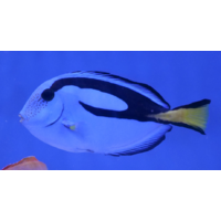 Blue Tang Large