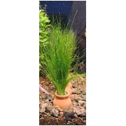 Hairgrass Urn