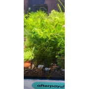 Filigree Milfoil