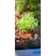 Glossostigma Urn