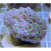 Reverse Hammer Frags
