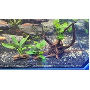 Anubias Creation Custom