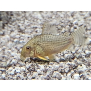 Corydora Sterbai