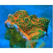 Montipora Reverse Sunset Frag