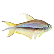 Tetra Blue Emperor Tetra