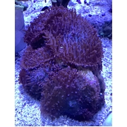 Fluffy Morph (price per polyp)