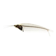 Catfish Phantom Glass