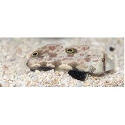 Twin Spot Goby Pair