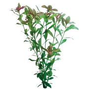 Hygrophila Pisces