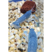 Crayfish Electric Blue