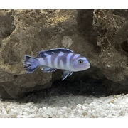 Demasoni Pseudotropheus