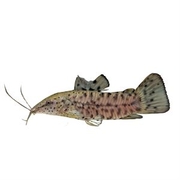Catfish Hoplo