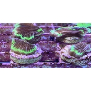 Fungia Fragilis Frags