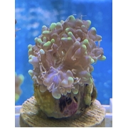 Marbled Bubble Coral Frag