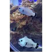 Snow Storm Clown Pair