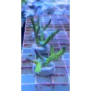 Birdsnest Small Frag
