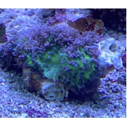Fluffy Morphs with Bright Green Centre