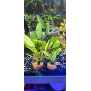 Assorted Amazon Sword Pots