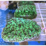 Hydrophora (Horn Coral) Frags