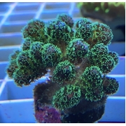 Pocillopora Frag