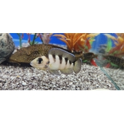Cichlid Neolamprologus Six Bar Gold