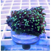 Green Torch