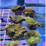 Cyphastrea Frags