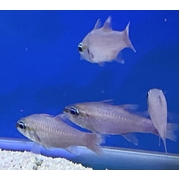 Gold Belly Cardinals