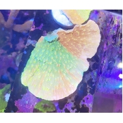 Sunfire Monti Large Frag